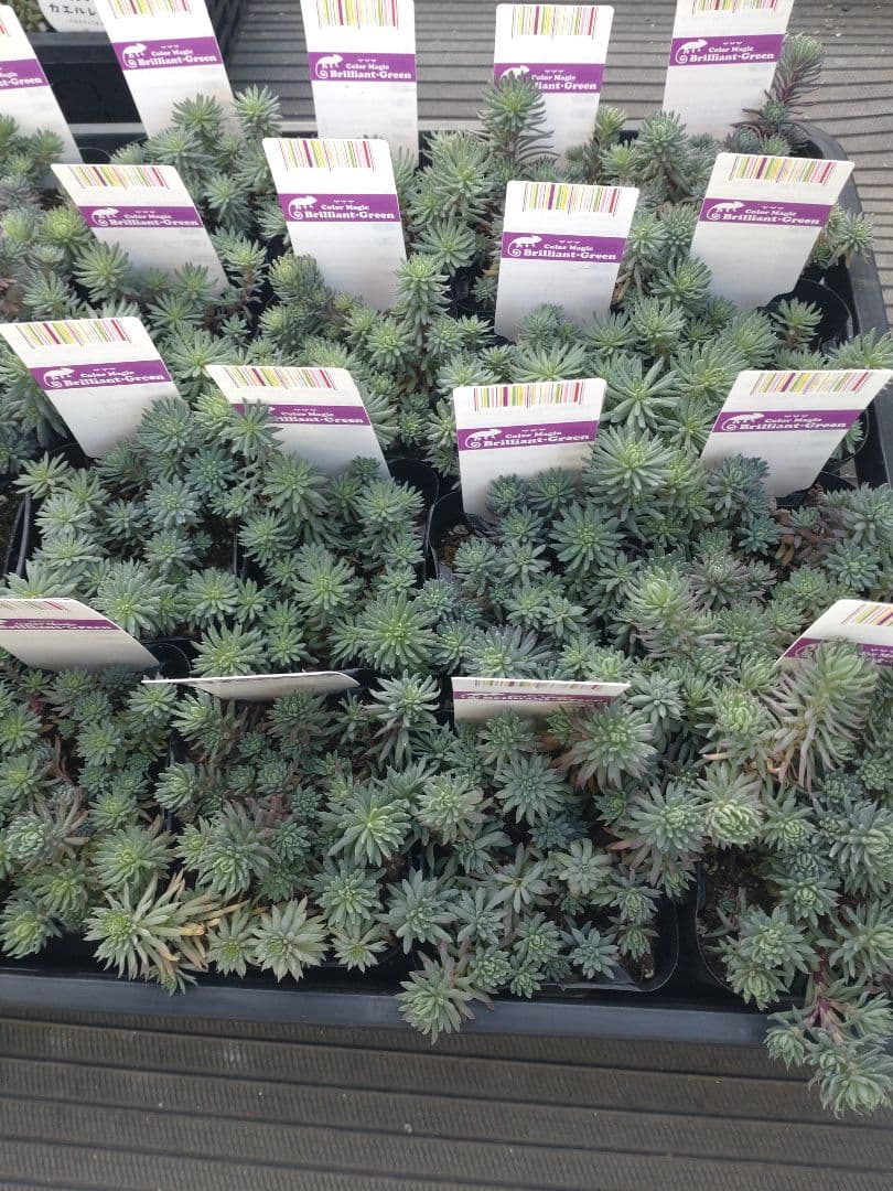 彩之助さん専用