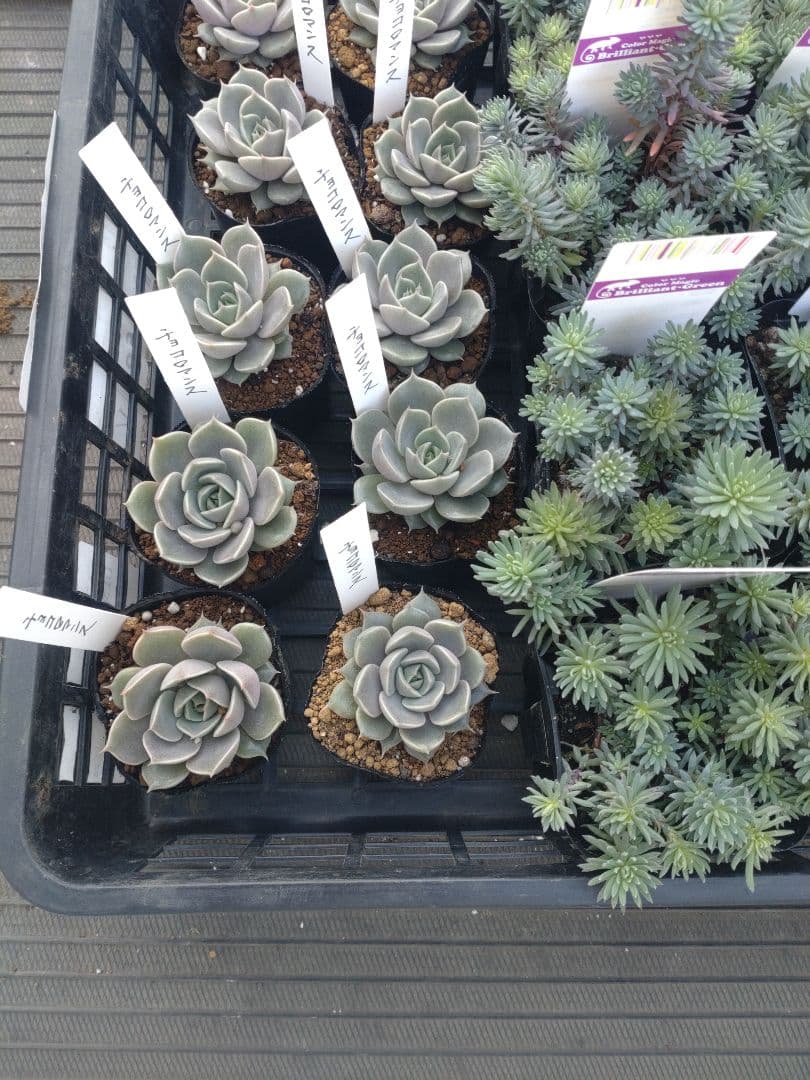 彩之助さん専用