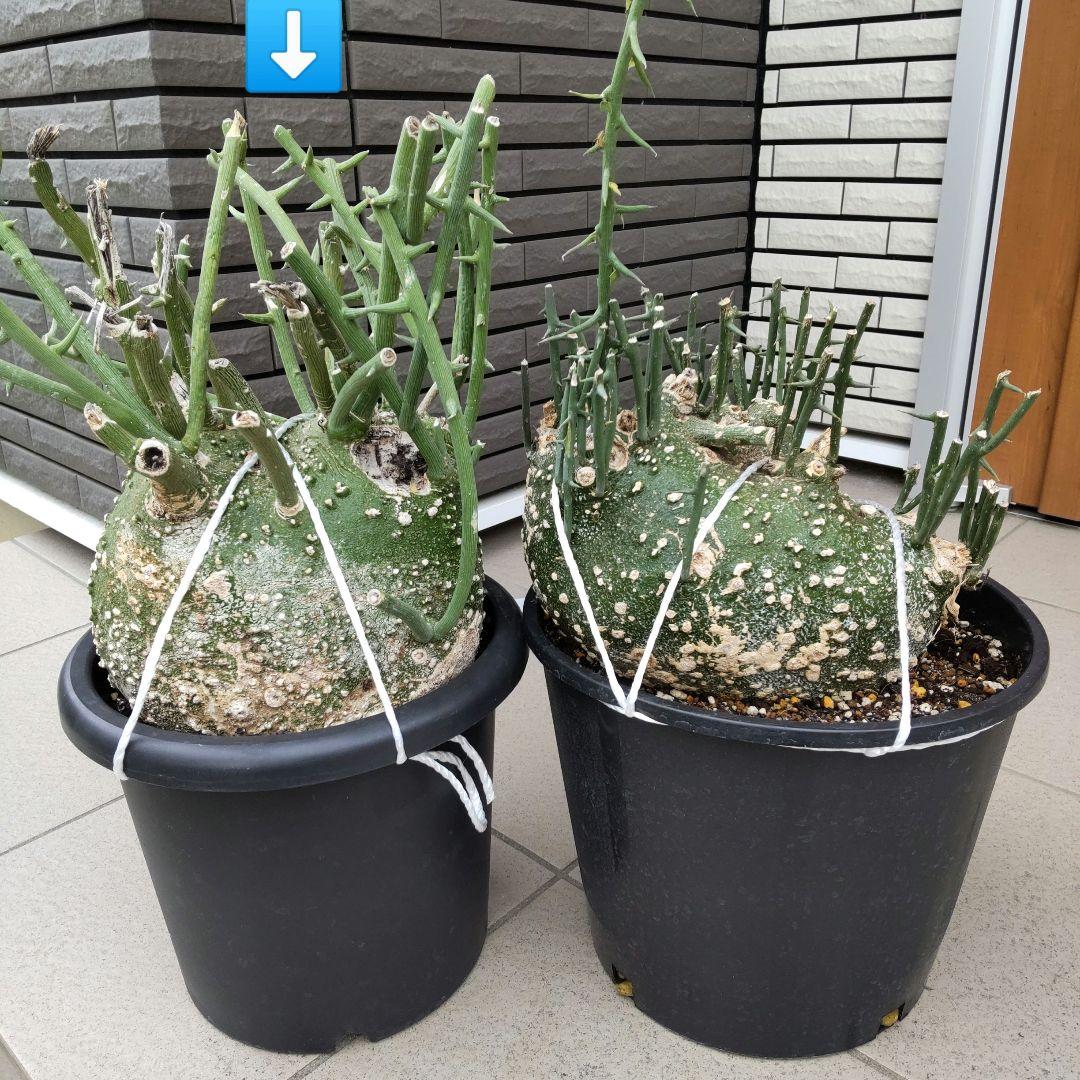 【現品】超大株！塊根植物 アデニア グロボーサ ９号鉢