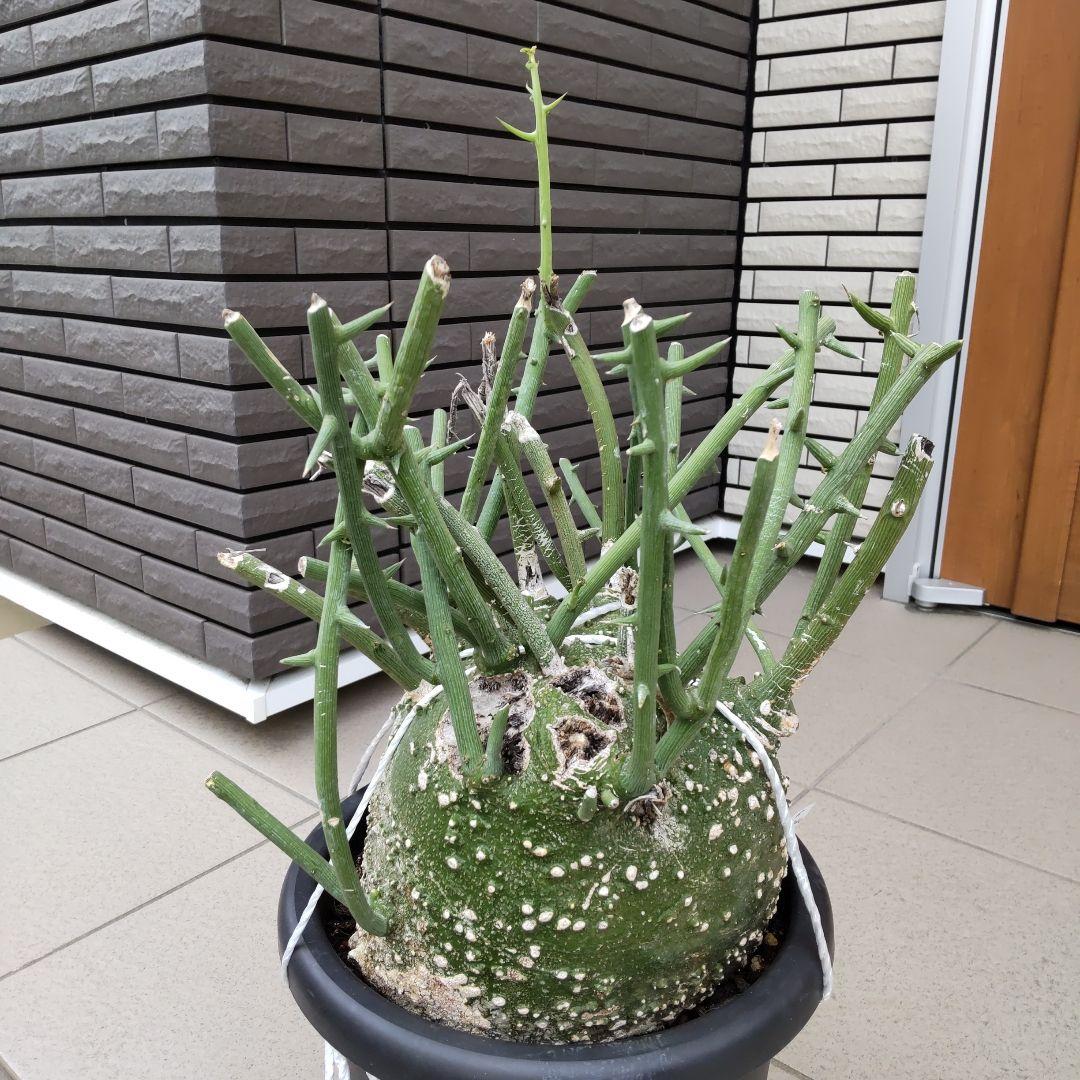 【現品】超大株！塊根植物 アデニア グロボーサ ９号鉢