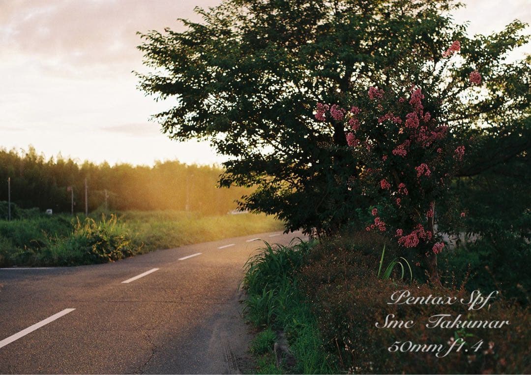 試写作例多数★pentax spf★リザード本革ブラウン★美品＊完動品＊初期保証