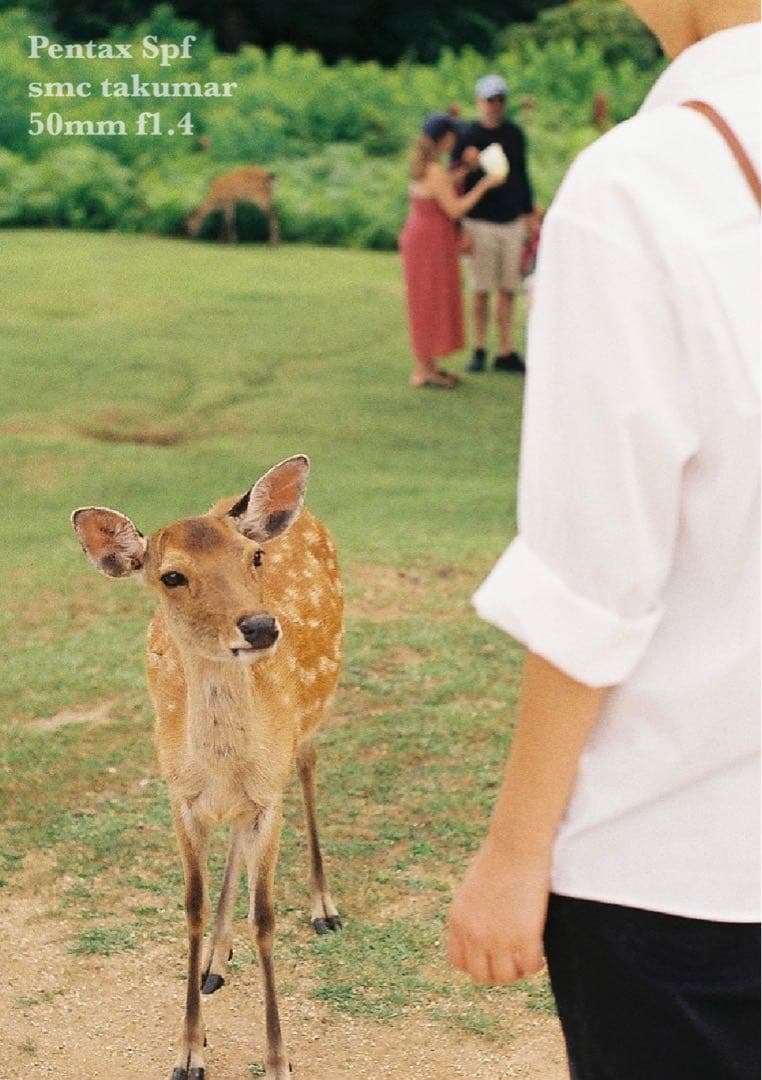 試写作例多数★pentax spf★リザード本革ブラウン★美品＊完動品＊初期保証