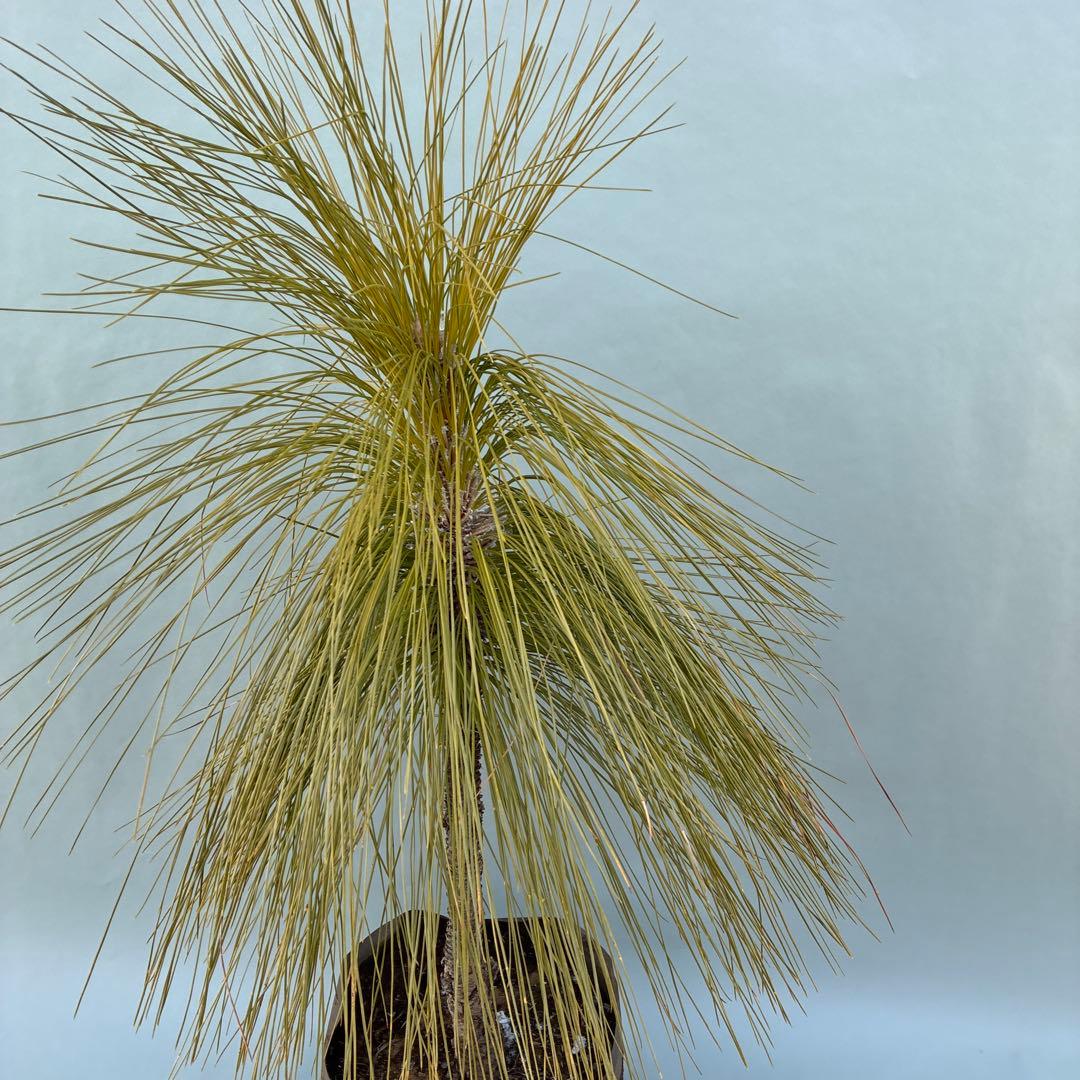 ダイオウショウ