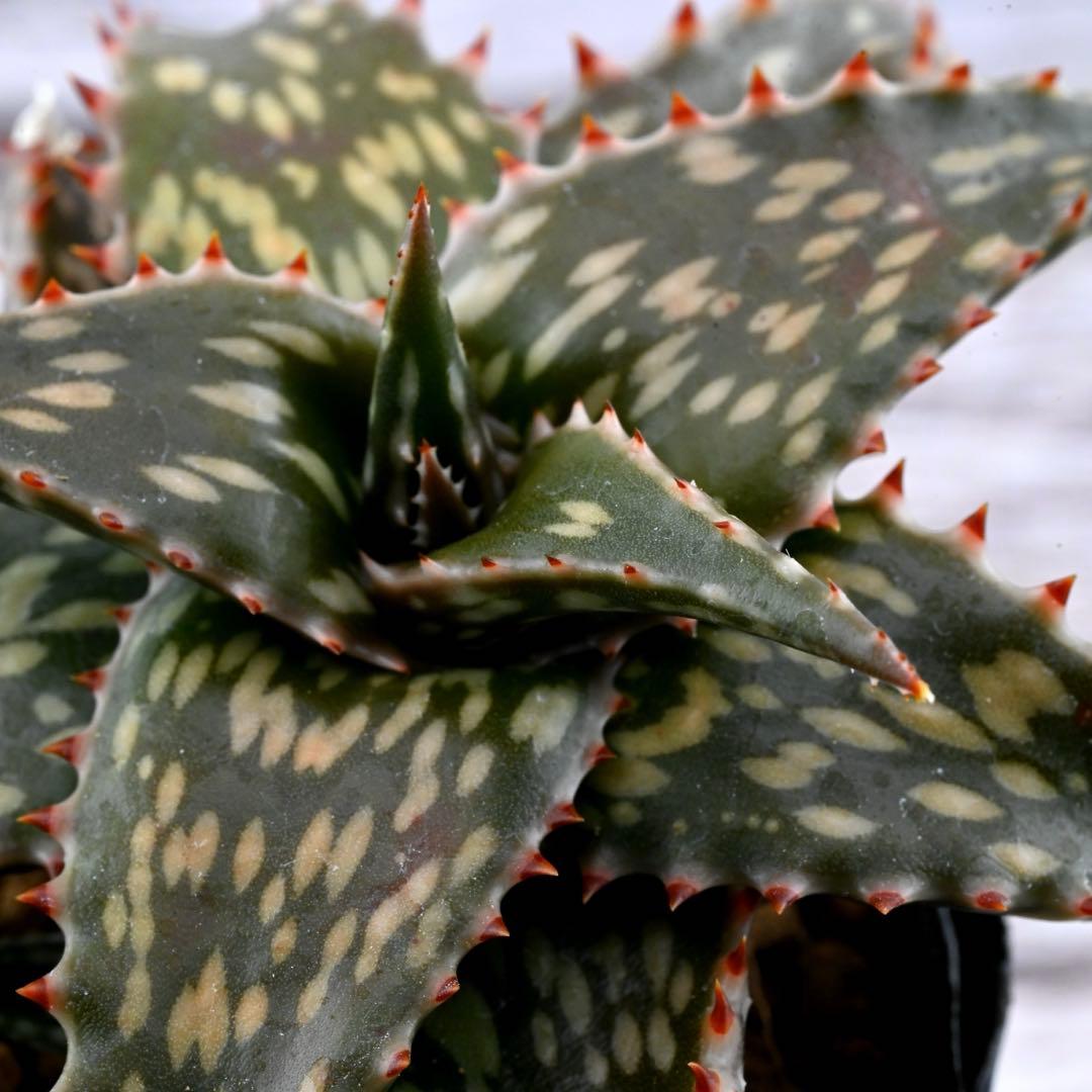 アロエ 美苗 ブラックペッパー Black pepper 多肉植物 レア