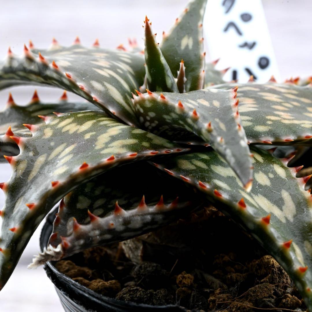 アロエ 美苗 ブラックペッパー Black pepper 多肉植物 レア