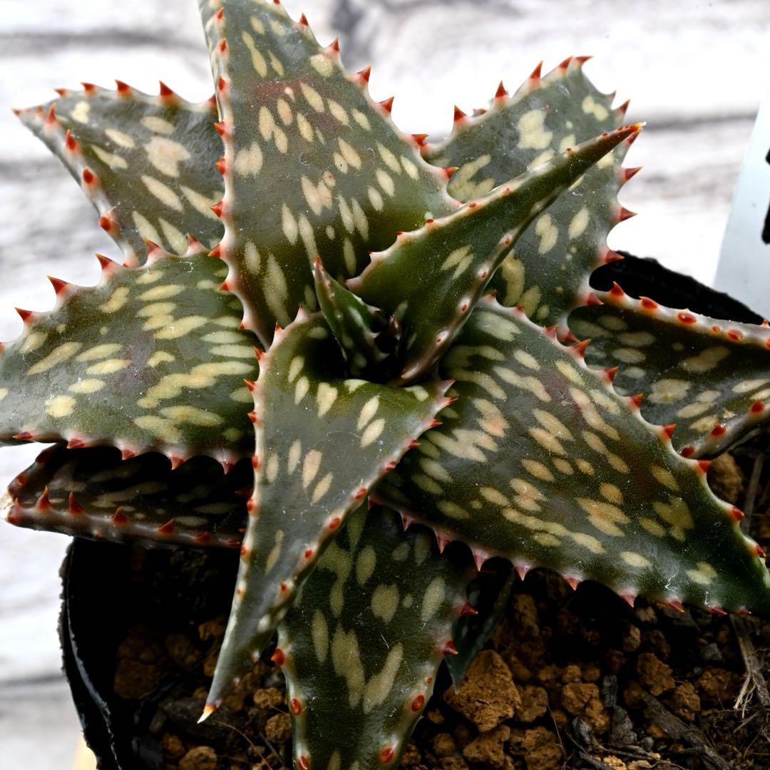 アロエ 美苗 ブラックペッパー Black pepper 多肉植物 レア