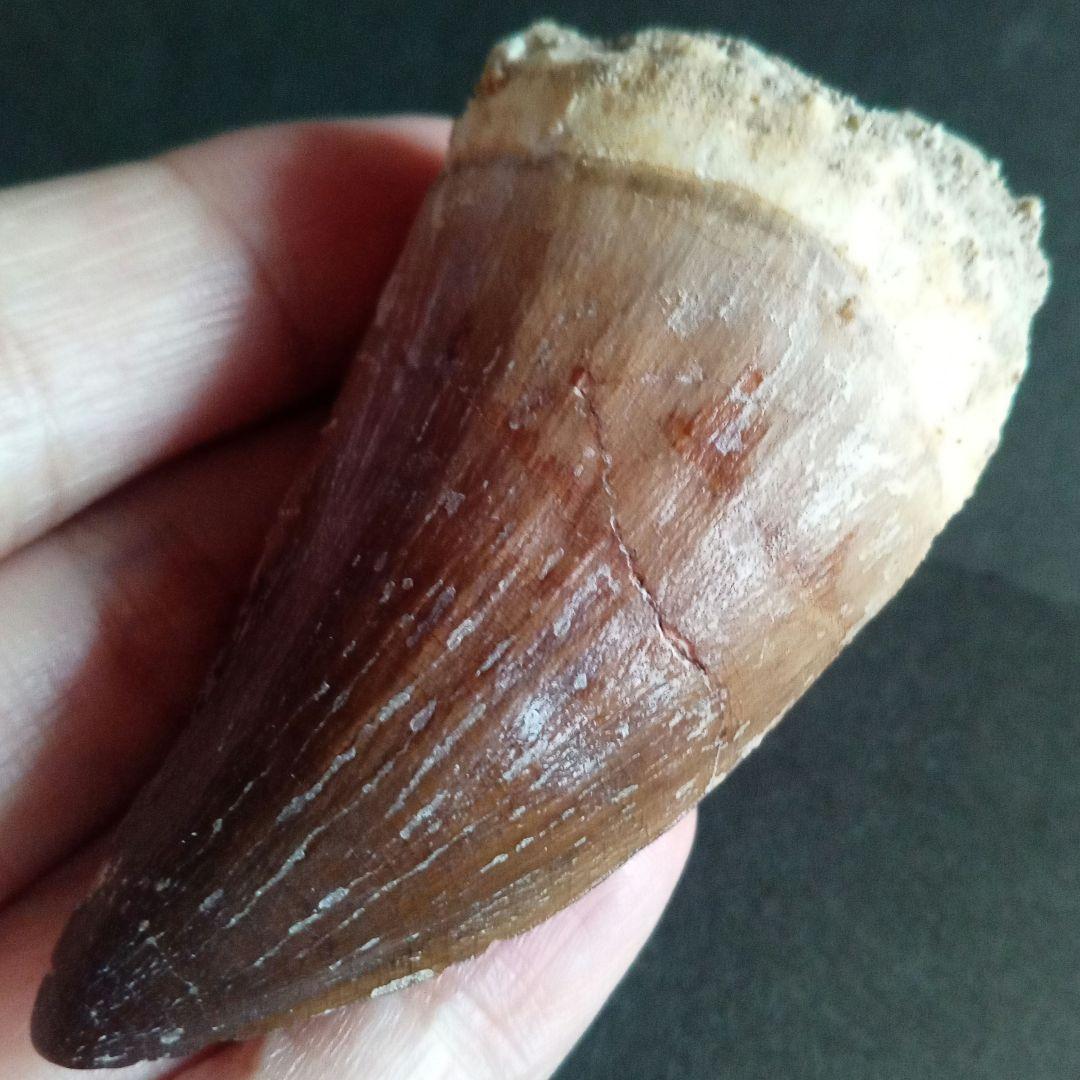 モササウルス　超大型種　プログナソドン　歯化石　美麗　超特大　約 71 mm