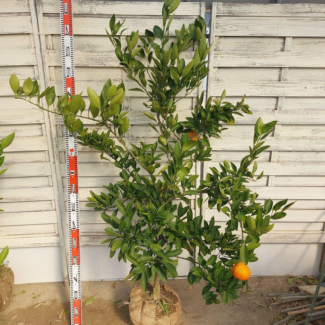 むっちゃんさま専用