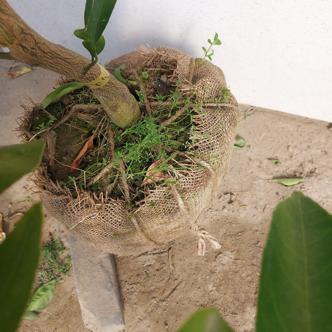 むっちゃんさま専用