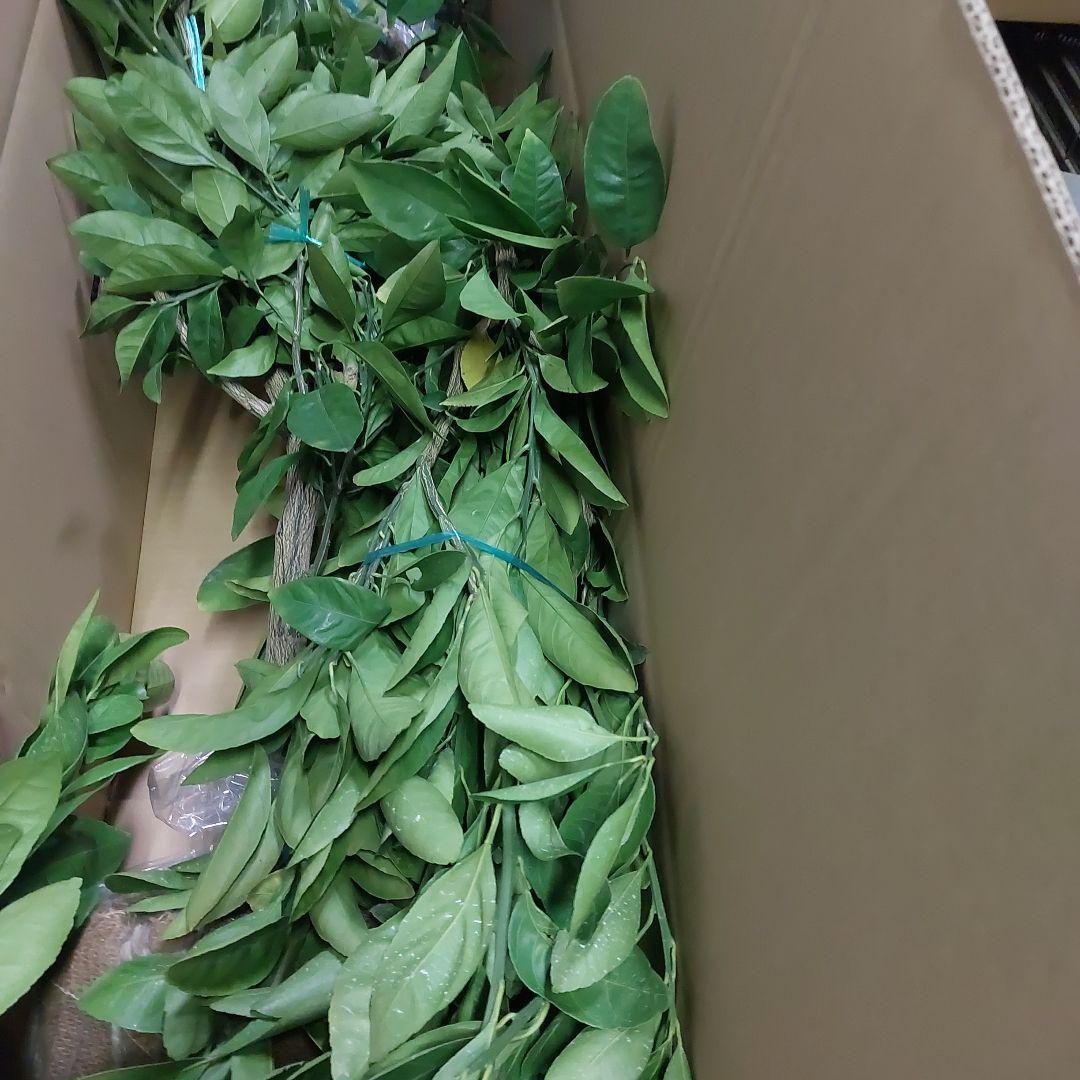 むっちゃんさま専用