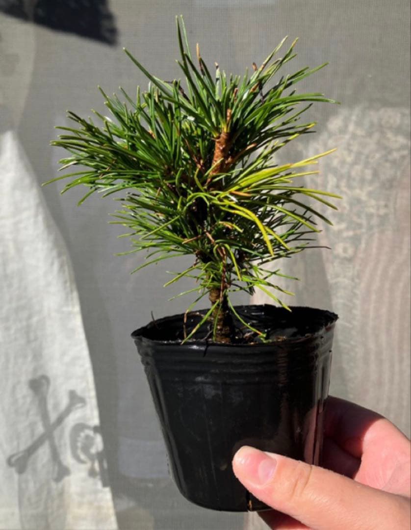 五葉松盆栽　4個