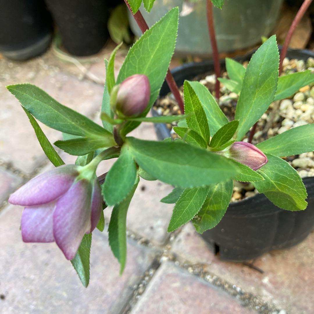 クリスマスローズ　極小輪多花ピンク　株分け前提