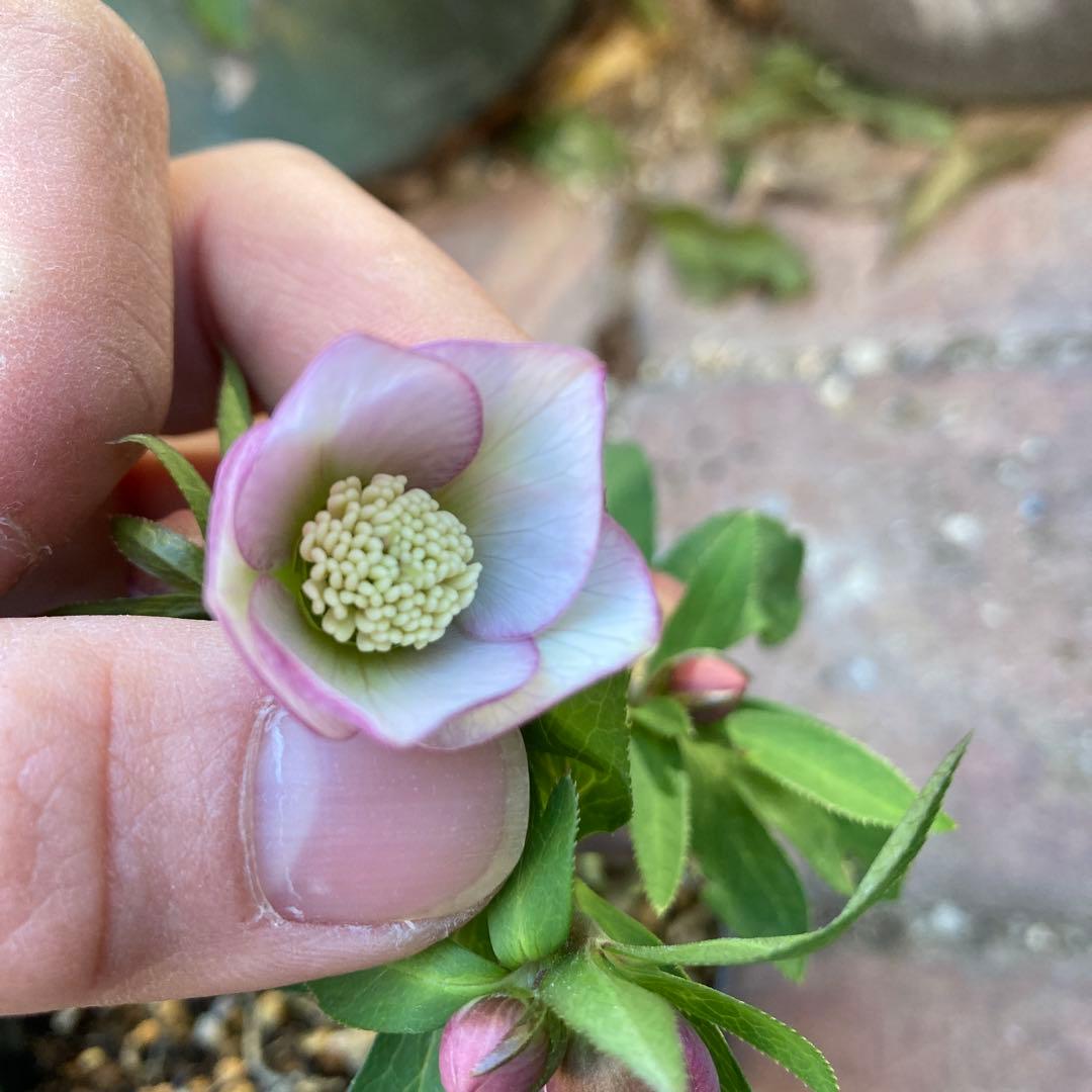 クリスマスローズ　極小輪多花ピンク　株分け前提