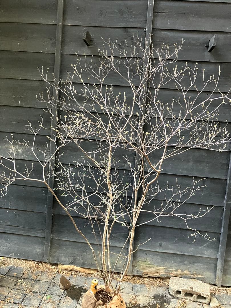 92 山採り　バイカツツジ