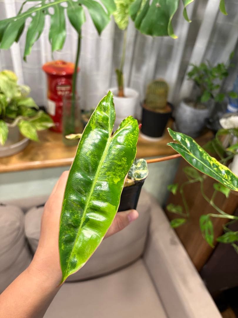 【希少・斑入り】フィロデンドロン l｜Variegated Billietiae