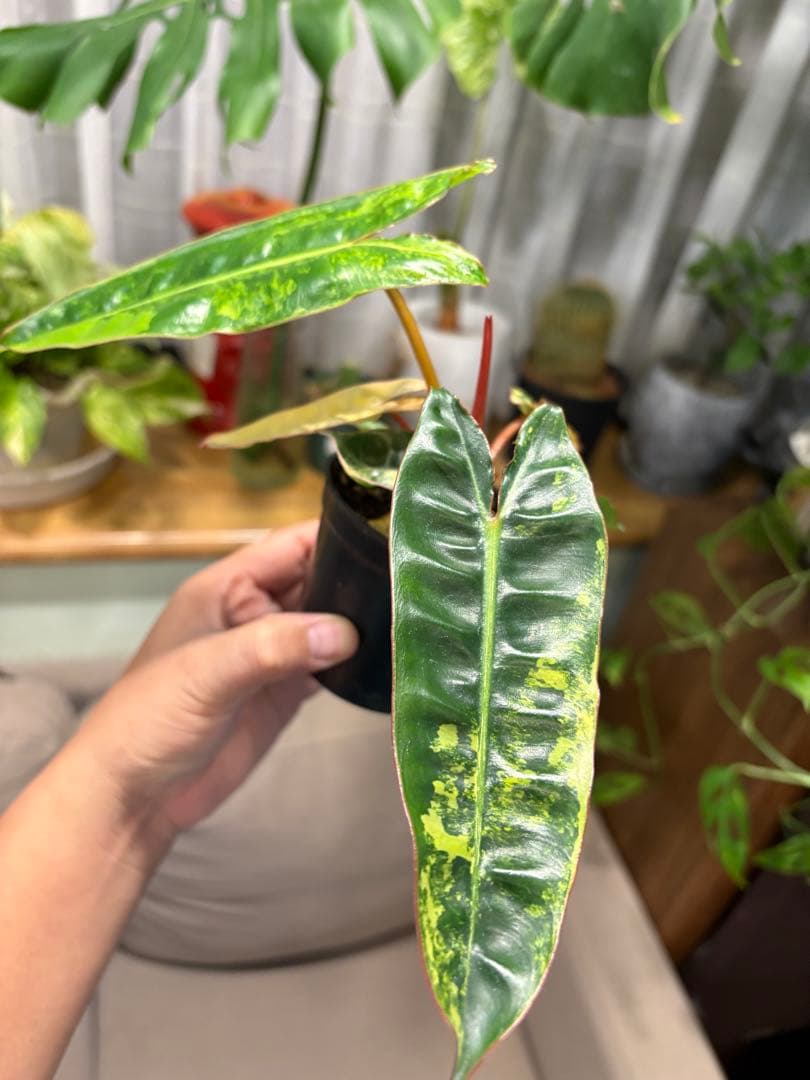 【希少・斑入り】フィロデンドロン l｜Variegated Billietiae