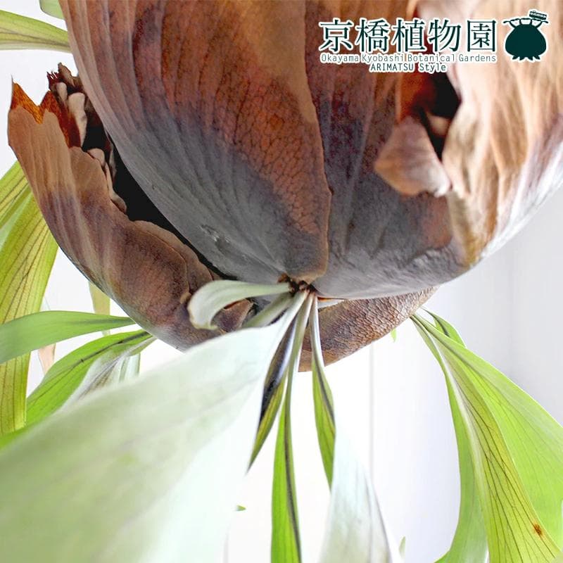 【現品】コウモリラン/ビカクシダ・ビフルカツム（大）吊り下げ（1）