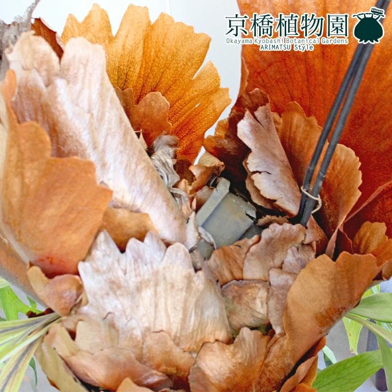 【現品】コウモリラン/ビカクシダ・ビフルカツム（大）吊り下げ（1）