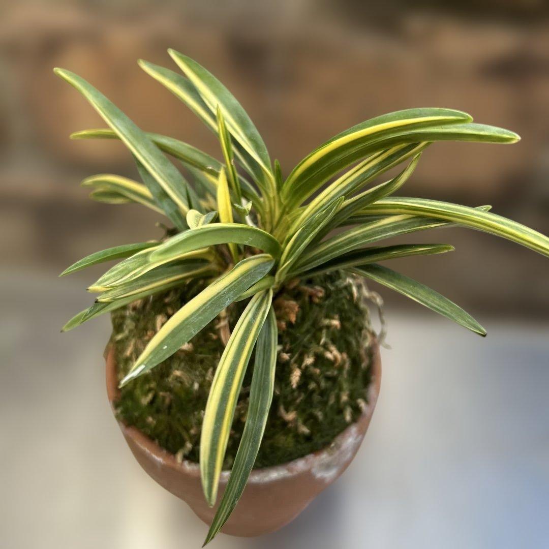 富貴蘭　羅因の光