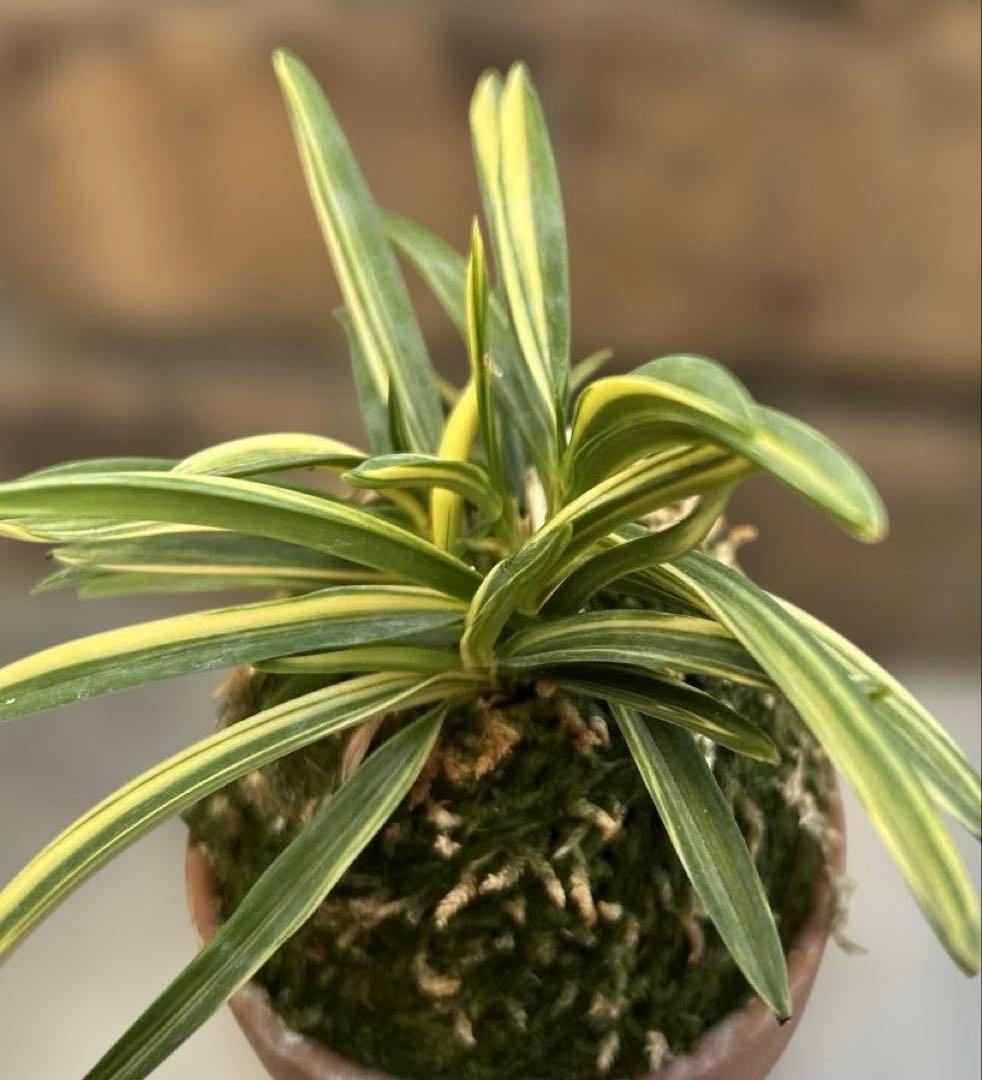 富貴蘭　羅因の光