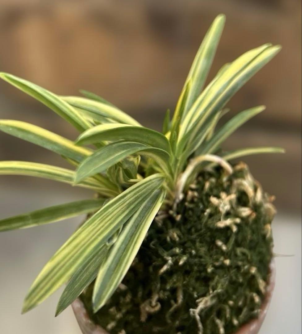 富貴蘭　羅因の光