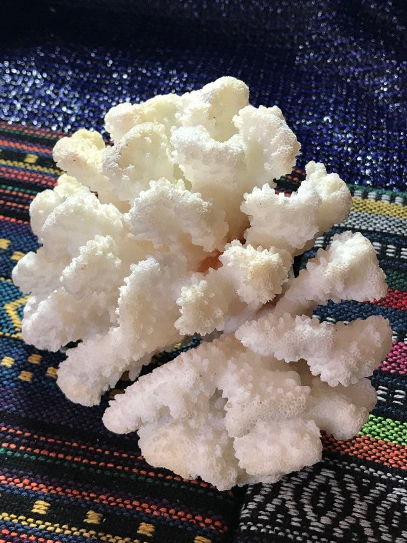 ◉台湾産【白珊瑚/ホワイトコーラル】原木[8G20