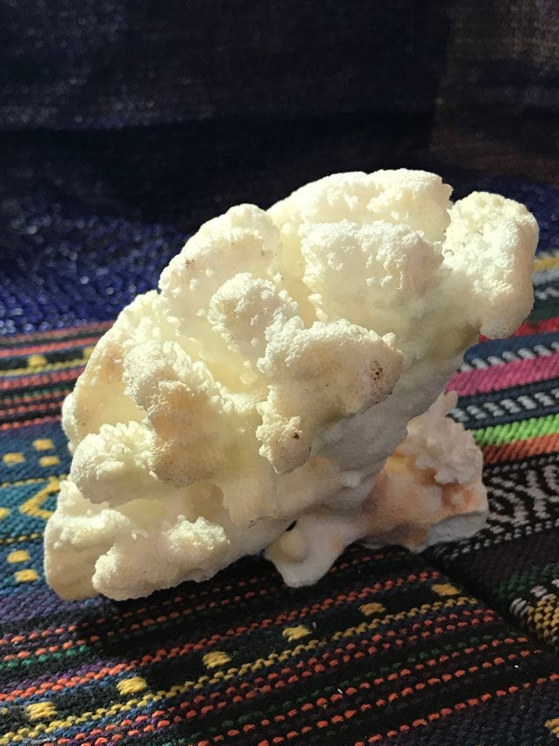 ◉台湾産【白珊瑚/ホワイトコーラル】原木[8G20