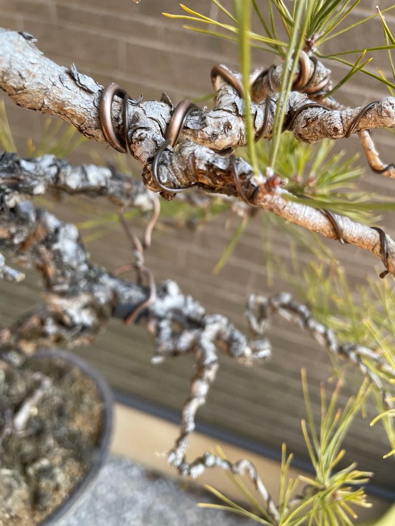 古木赤松文人木調盆栽