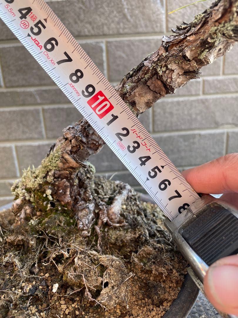 古木赤松文人木調盆栽