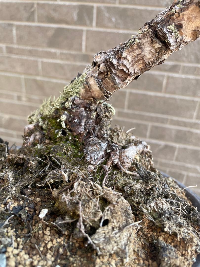 古木赤松文人木調盆栽