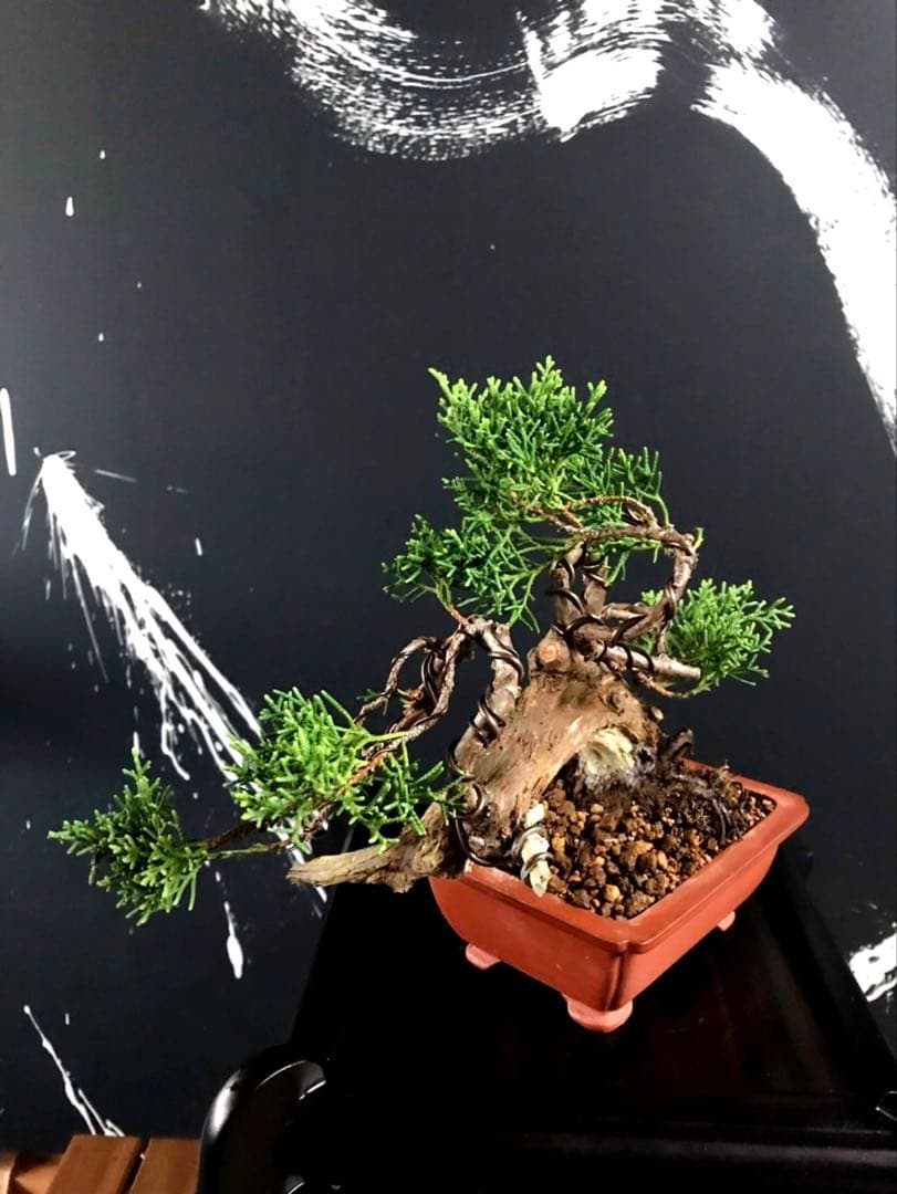 糸魚川真柏盆栽 小品