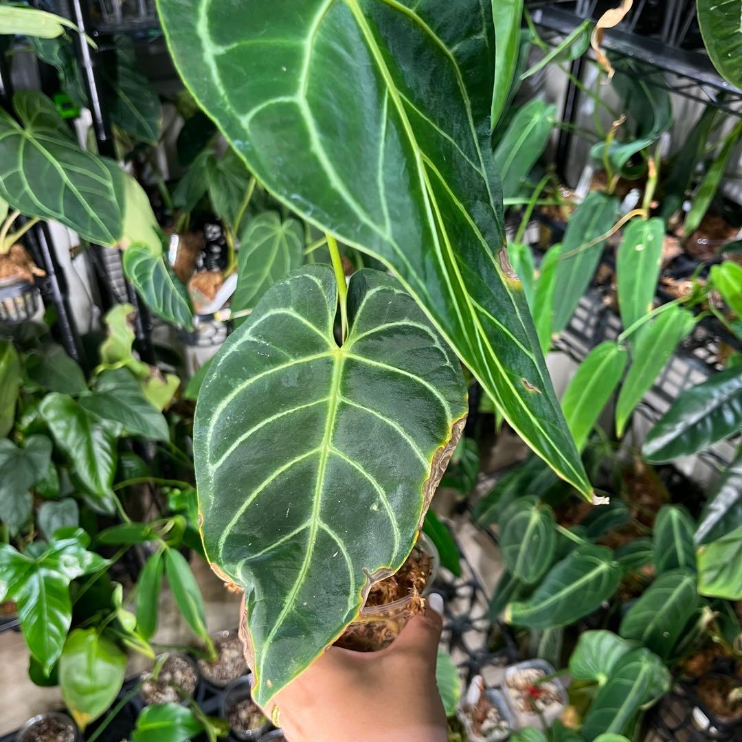 anthurium regare アンスリウム　レガレ　22
