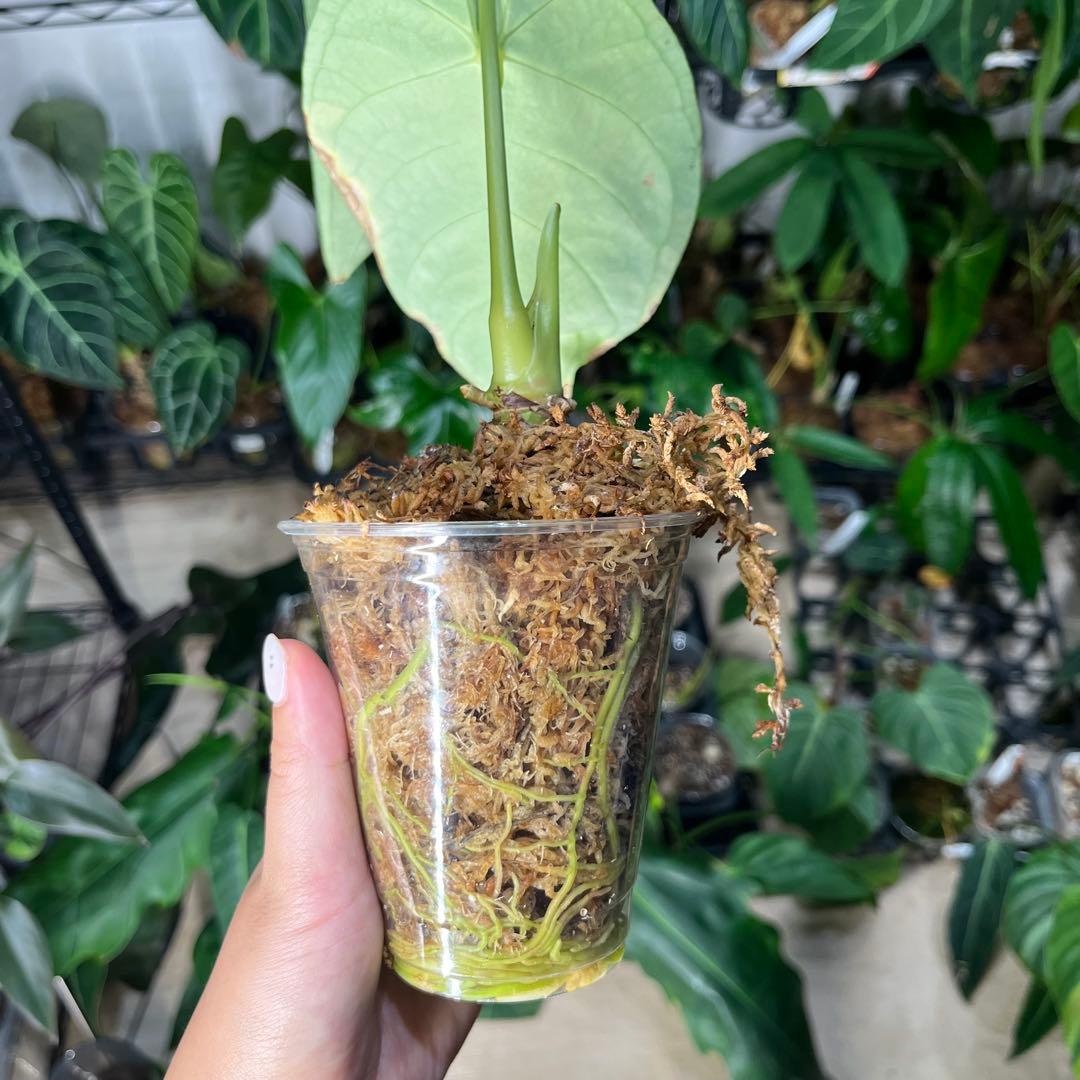 anthurium regare アンスリウム　レガレ　22