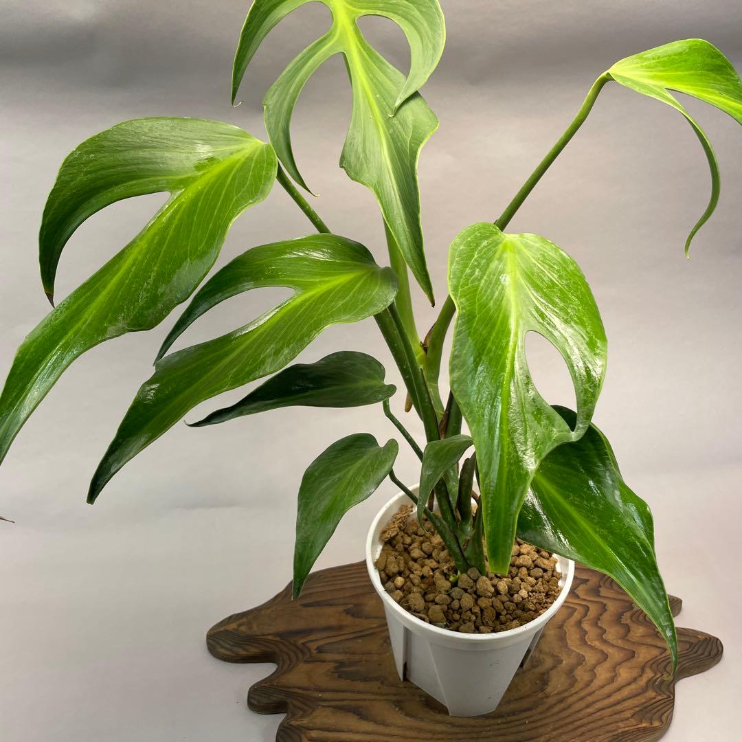 よ*ー様 L013モンステラ バールマルクスフレーム