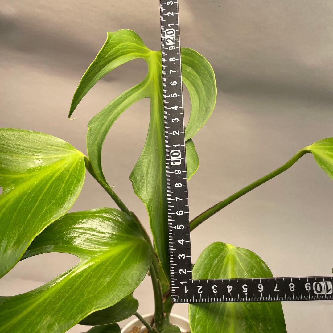 よ*ー様 L013モンステラ バールマルクスフレーム