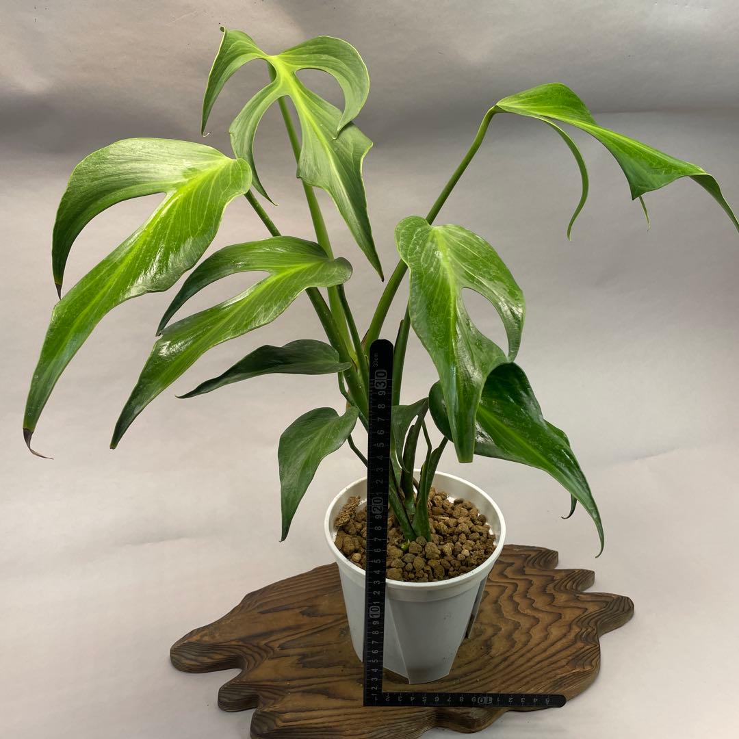 よ*ー様 L013モンステラ バールマルクスフレーム