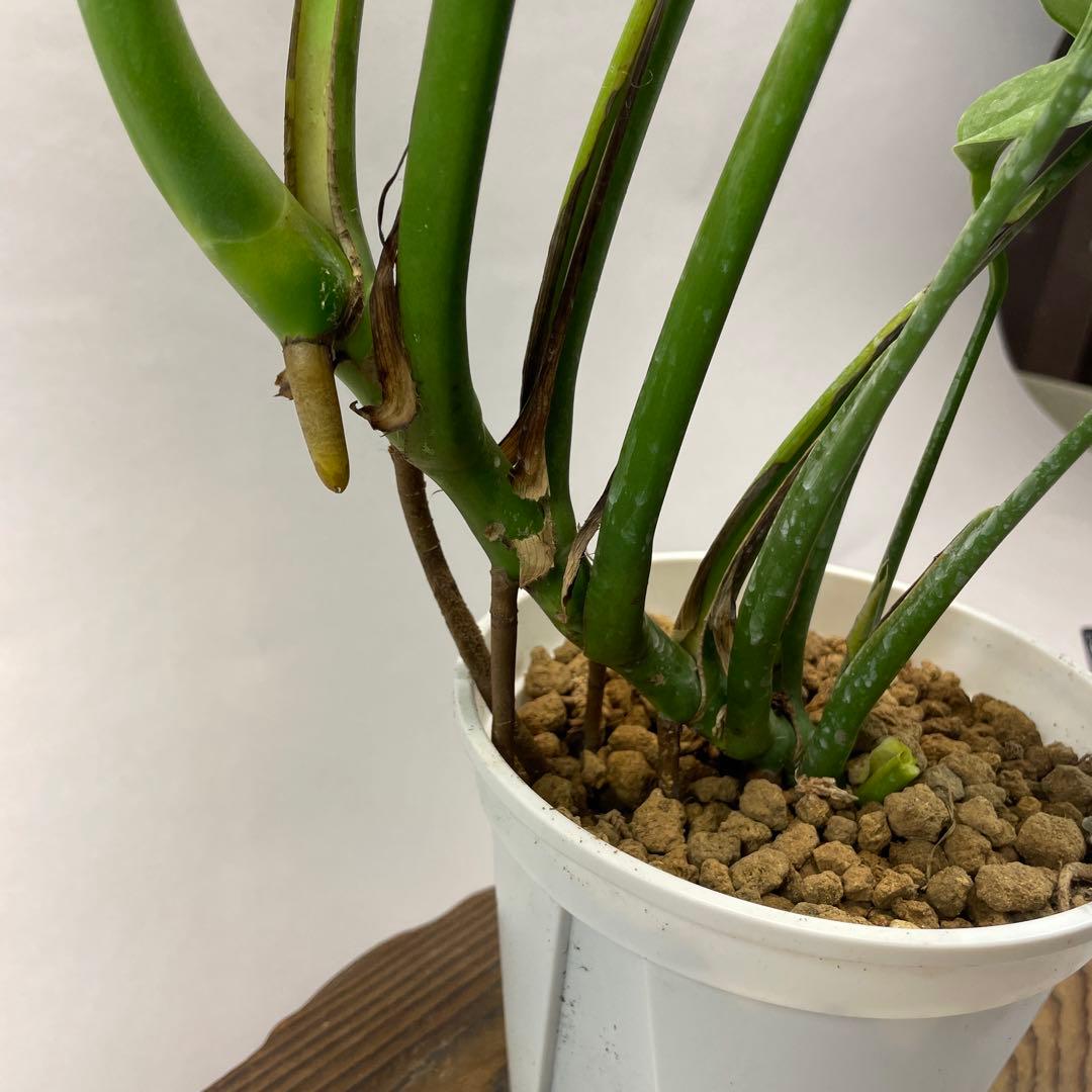 よ*ー様 L013モンステラ バールマルクスフレーム