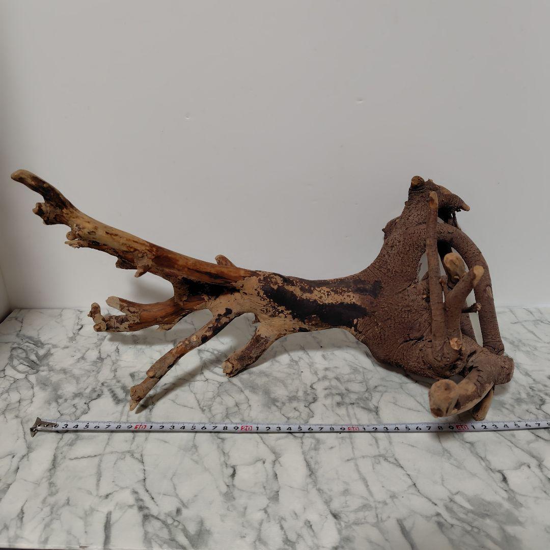 アク抜き済み流木【884】セール