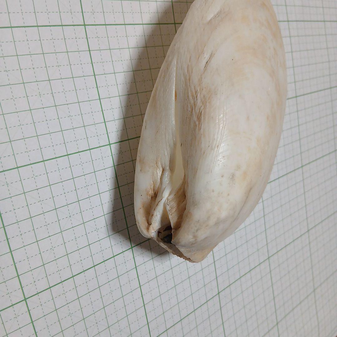 大きい　二枚貝