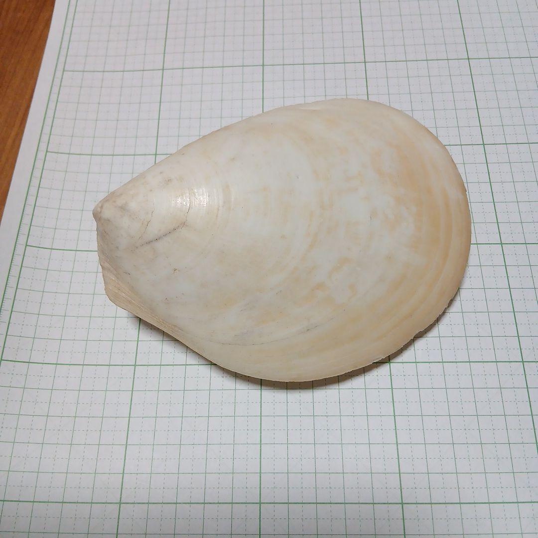 大きい　二枚貝