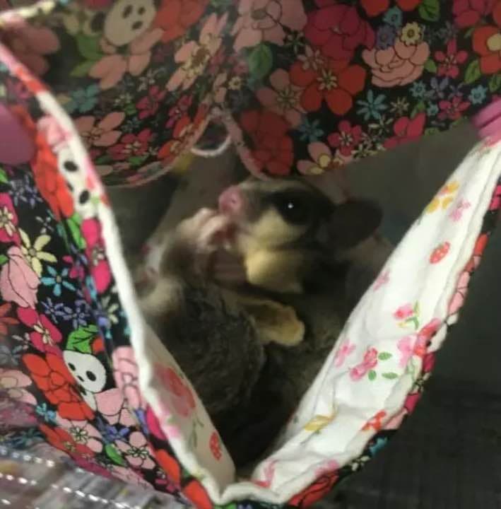 モンガハウス（猫・音楽） ドットピンク  春（夏）秋仕様  1900円