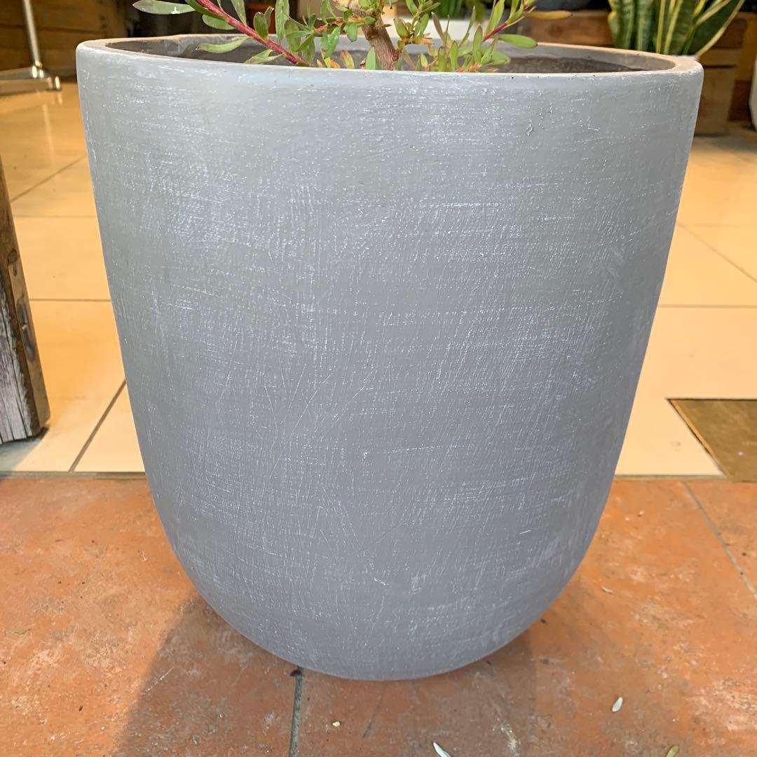 リューカデンドロン エイミー ファイバー鉢