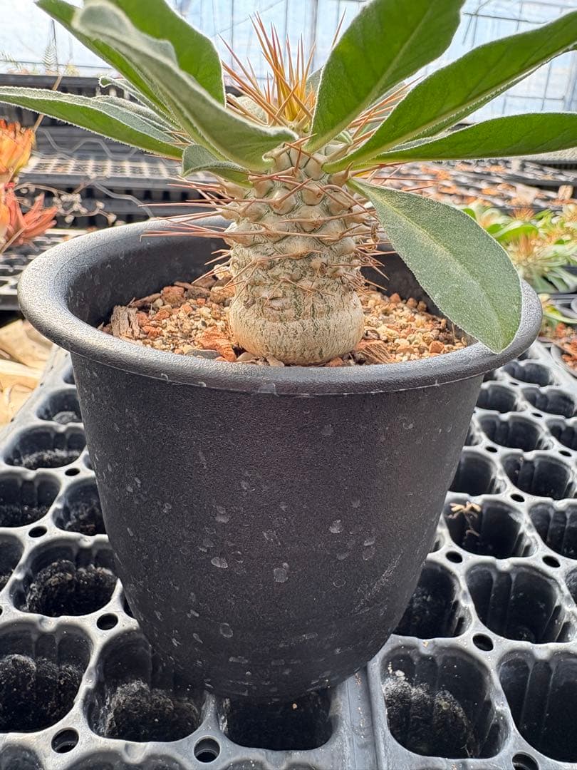 パキポディウム　ナマクアナム　光堂　国内実生　3.5寸