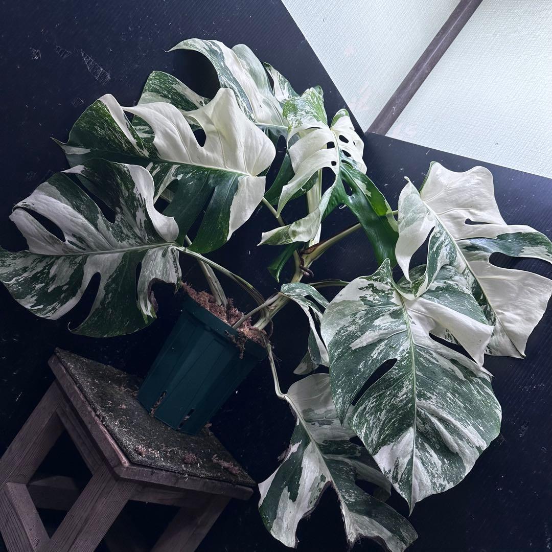 M*o様 斑入りモンステラ ホワイトタイガー極美大株57cm白斑多