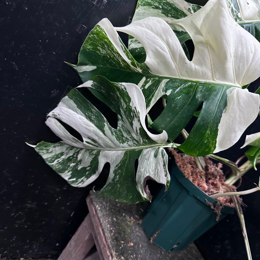 M*o様 斑入りモンステラ ホワイトタイガー極美大株57cm白斑多