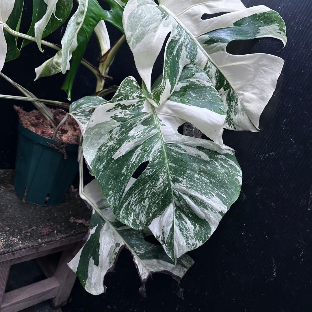 M*o様 斑入りモンステラ ホワイトタイガー極美大株57cm白斑多