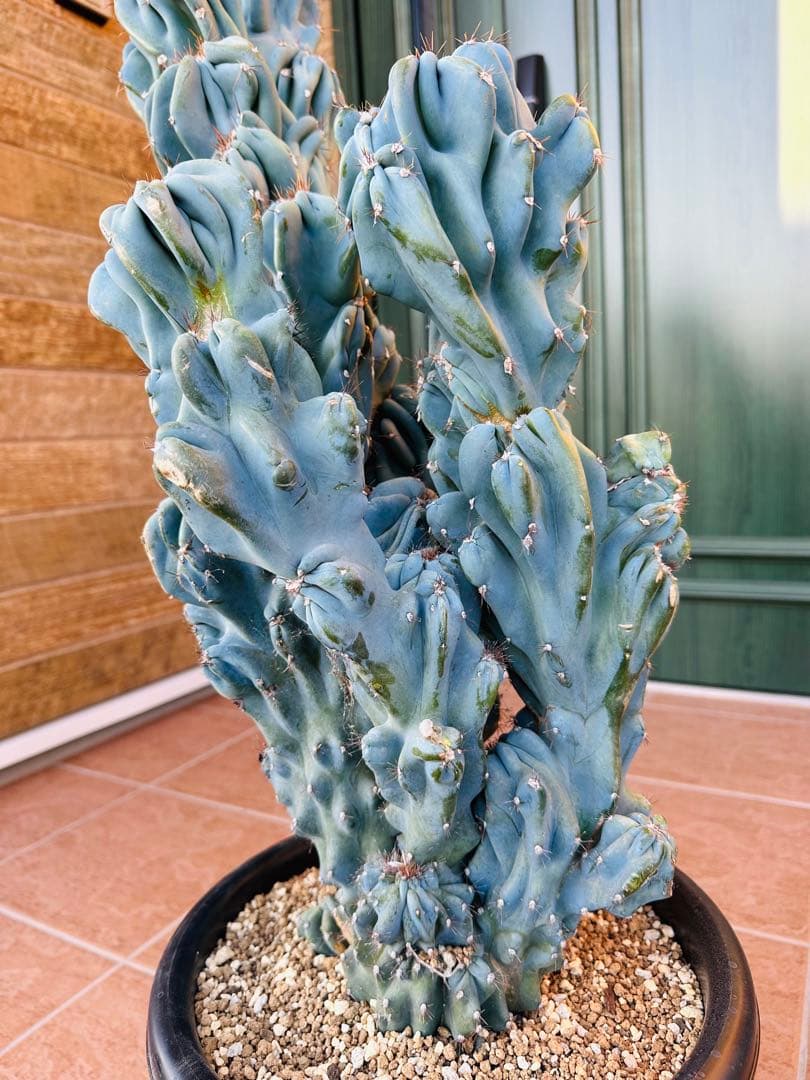 サボテン　岩石獅子　大株　耐寒性あり　ドライガーデン　 ガーデニング