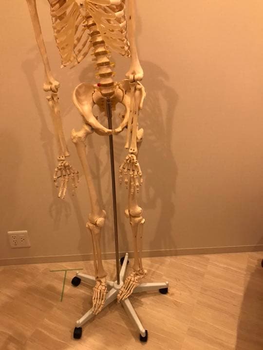 等身大　骨模型　男性