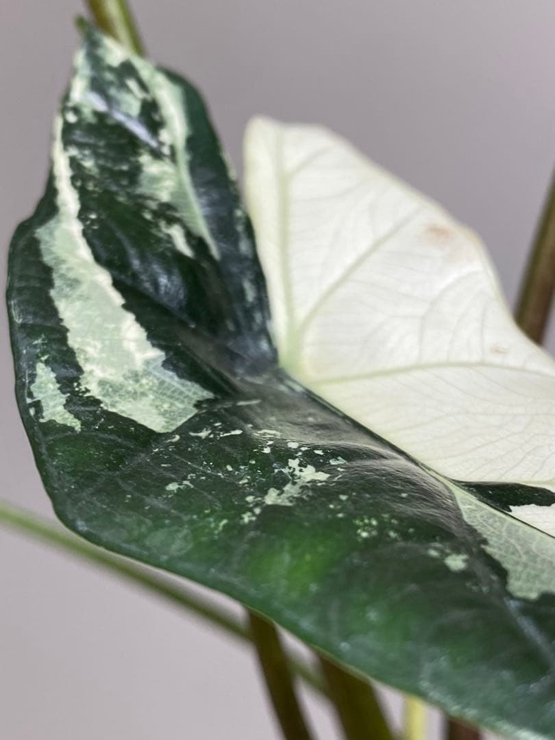 七*草様 【超希少‼️美株✨】アロカシア　シンポ　アルボ　斑入り　白斑　レア　人