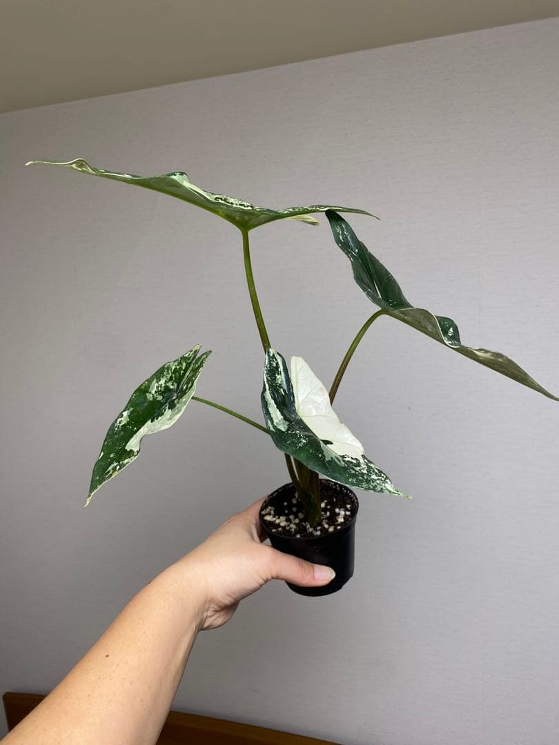 七*草様 【超希少‼️美株✨】アロカシア　シンポ　アルボ　斑入り　白斑　レア　人